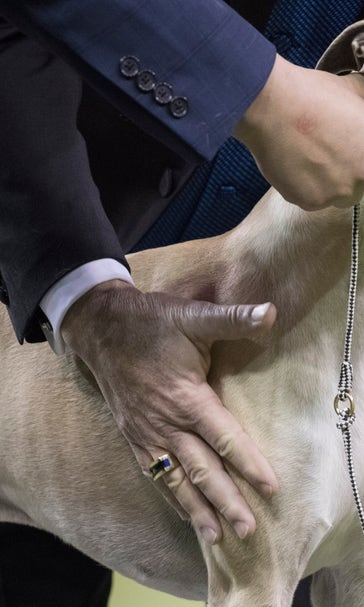 Win it for Vivi! Whiskey the whippet revs up for Westminster